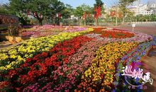 游中澳友谊花园_550字