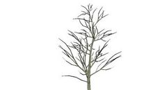 柳树与枯树_700字