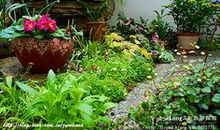 春天的小院_150字