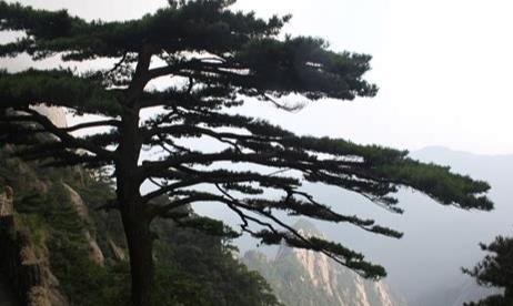 我喜欢松树_300字