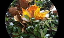 无处不在的美_450字