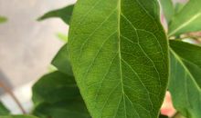 为生命画一篇树叶_250字