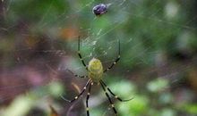 我是一只蜘蛛_350字