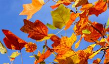 秋天的树叶7_350字