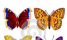 蝴蝶的颜色_900字