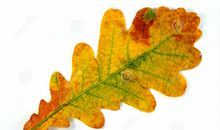 秋天的树叶8_350字