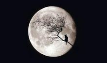 残月也美丽_350字