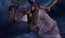 会捕鱼的蝙蝠_650字