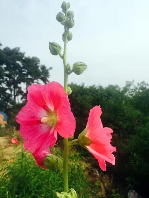 夏天开花天_1000字