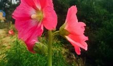 夏花沉醉的日子_1000字