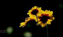 阳光下的山菊_550字