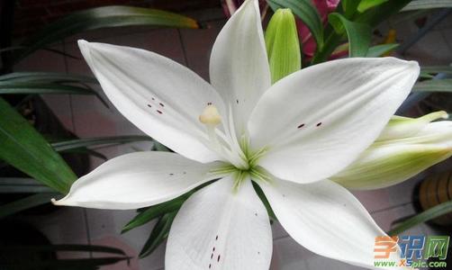 妈妈的百合_500字