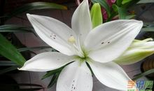 妈妈的百合花_500字