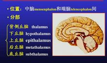 心灵写给大脑的信_750字