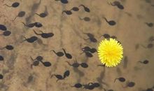 蝌蚪放生记_400字