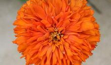 橙色之花永开不败_750字