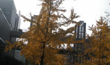 秋天的校园3_550字