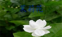 《茉莉花》听后感_750字