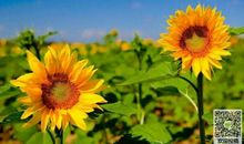 高三状物作文：向日葵_1000字