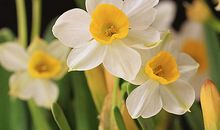 高三状物作文：水仙为什么不开花_800字