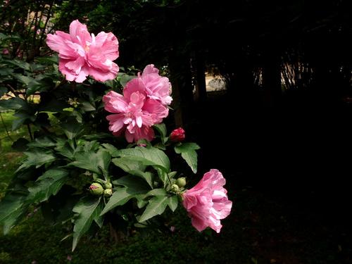芙蓉美容_1000字