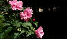 木槿花之美_1000字