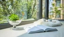 怀念一棵树_1500字