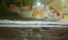 三条小花鱼_300字