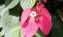 游华南植物园_700字