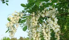 我愿做一株槐树_550字