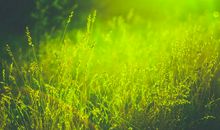 黑暗中的小草_1500字