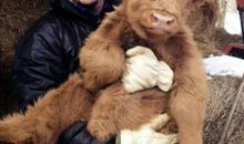 乡间惊魂之人狗大战_1200字