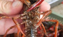 我养的龙虾_1500字