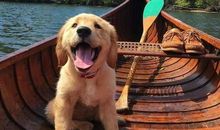 狗儿成长记_1200字