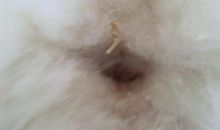 我家的“大屁猫”包包_1200字