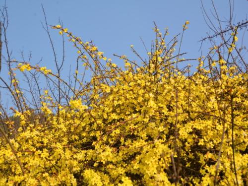 Spring Messenger _550字