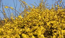 春天的使者_550字