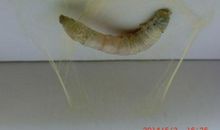 蚕宝宝日记_800字