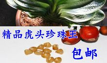 高三状物作文：君子兰_800字