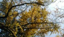 高三状物作文：我爱银杏树_700字