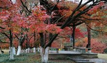 秋游太子湾公园_550字