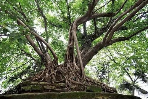 我喜欢黄玉树_650字