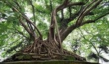 我爱黄桷树_650字