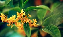 金秋桂花开_350字