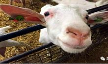 [2012暑期征文]我第一次挤羊奶_350字