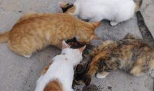 [2012暑期征文]我和小老虎合二为一啦！_250字