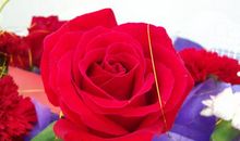 鲜花送给所有给予我幸福快乐的人_550字