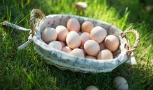 晨光里的天籁_650字