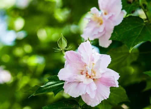 [2012年夏季论文]芙蓉花 - 阅读“红色豪宅的梦想”_800字