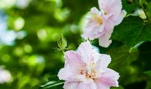 [2012暑期征文]芙蓉花开——读《红楼梦》有感_800字